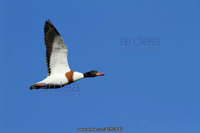 : Shelduck - Single adult bird in flight : Shelduck - Single adult bird in flight