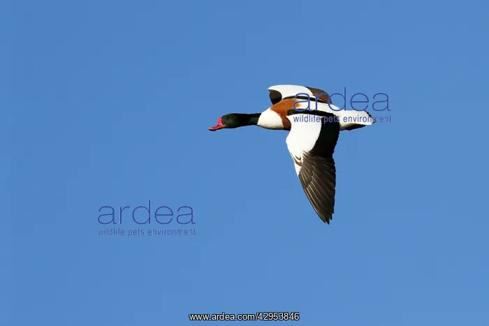 : Shelduck - Single adult bird in flight : Shelduck - Single adult bird in flight