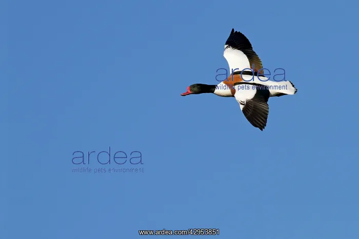 : Shelduck - Single adult bird in flight : Shelduck - Single adult bird in flight