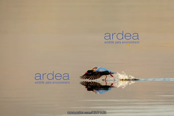 : Shelduck (Tadorna tadorna). Scotland : Shelduck (Tadorna tadorna). Scotland