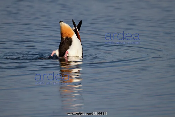 : Shelduck - upending : Shelduck - upending
