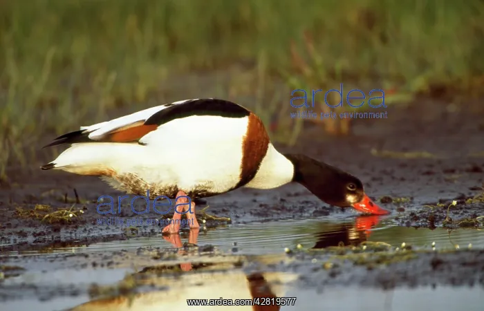 : Shelduck - side view, in mud, foraging : Shelduck - side view, in mud, foraging