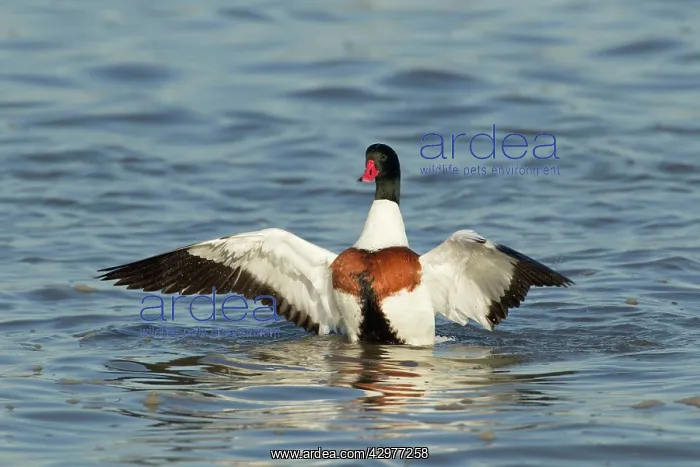 : Shelduck - washing : Shelduck - washing