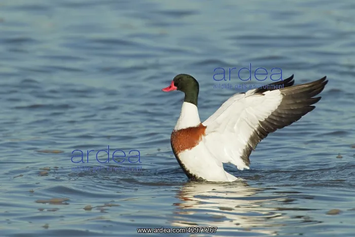 : Shelduck - washing : Shelduck - washing