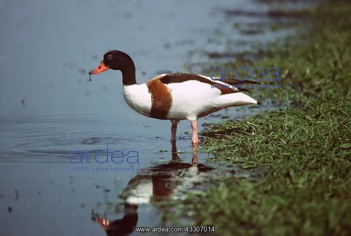 : SHELDUCK - at waters edge : SHELDUCK - at waters edge