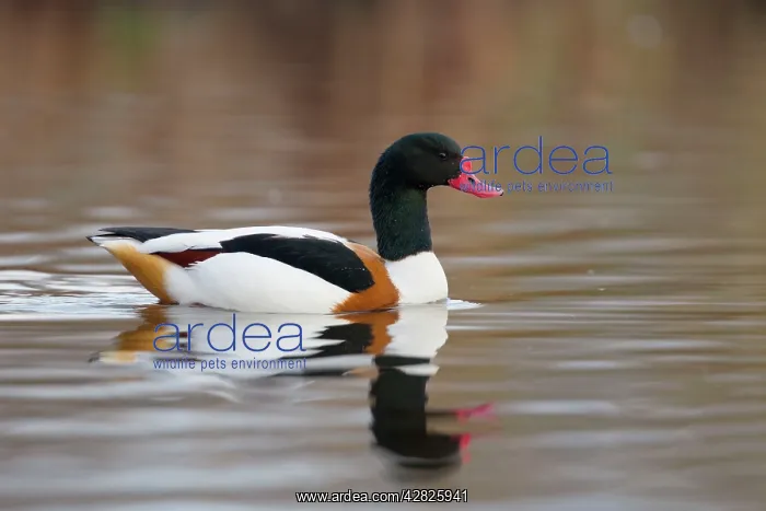 : Shelduck - winter : Shelduck - winter