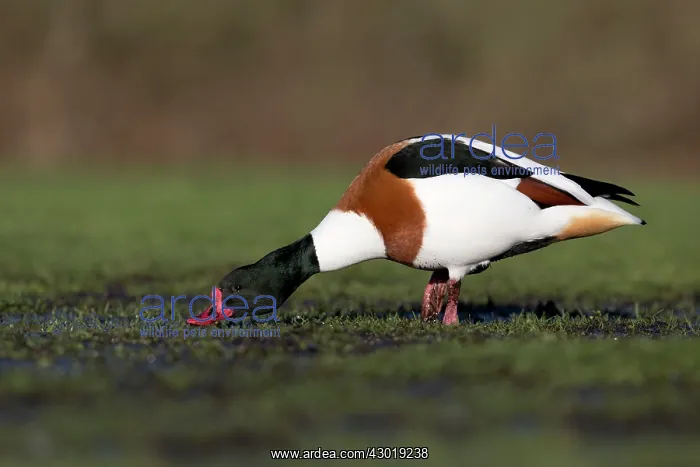  : Shelduck winter