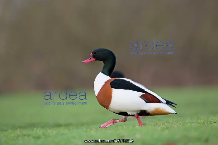  : Shelduck winter