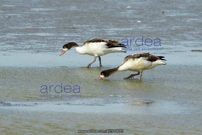 : Shelduck - two in winter plumage feeding on mudflats : Shelduck - two in winter plumage feeding on mudflats