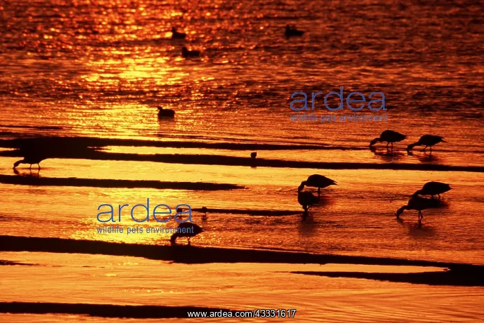 : SHELDUCKS - feeding during sunset : SHELDUCKS - feeding during sunset