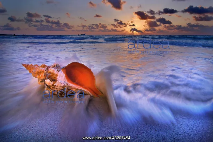 : Shell on a beach in Tulum, Yucatan, Mexico, North : Shell on a beach in Tulum, Yucatan, Mexico, North