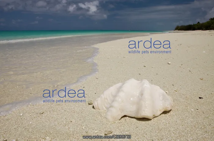 : Shell at Bikini Beach, Marshall Islands, Bikini : Shell at Bikini Beach, Marshall Islands, Bikini