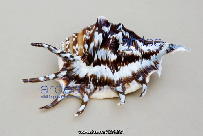: Shell - closeup of dorsal view of Spider conch : Shell - closeup of dorsal view of Spider conch