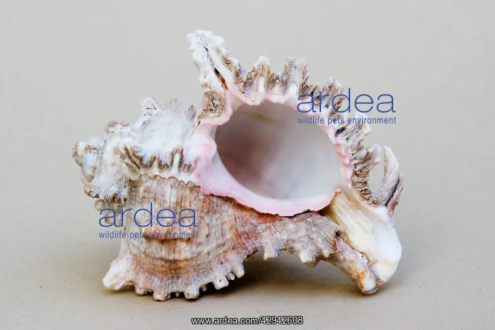 : Shell - closeup of underside of marine Murex shell : Shell - closeup of underside of marine Murex shell
