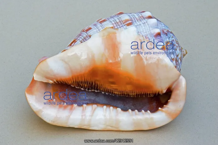 : Shell - closeup of ventral view of large Helmet : Shell - closeup of ventral view of large Helmet