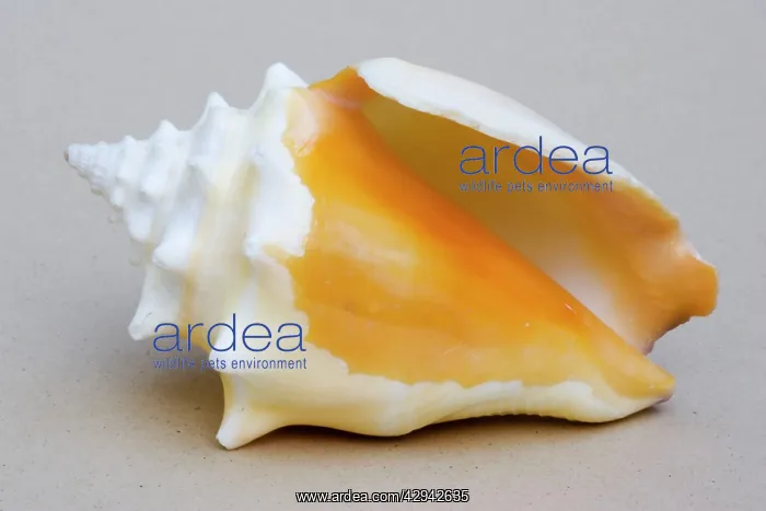 : Shell - closeup of ventral view of small conch : Shell - closeup of ventral view of small conch