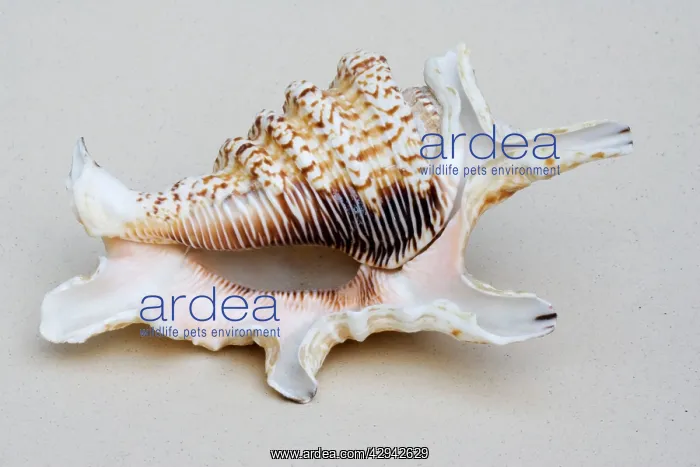 : Shell - closeup of ventral view of Spider conch : Shell - closeup of ventral view of Spider conch