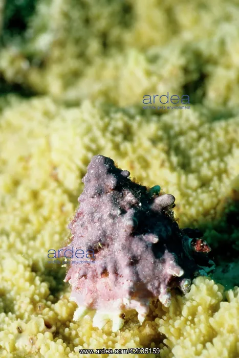 : Top shell (family Trochidae) : Top shell (family Trochidae)