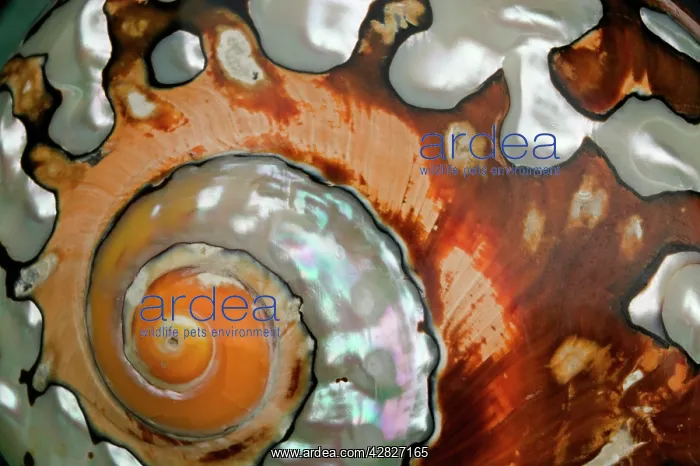 : Shell of Marine Mollusk - Close up of detail : Shell of Marine Mollusk - Close up of detail