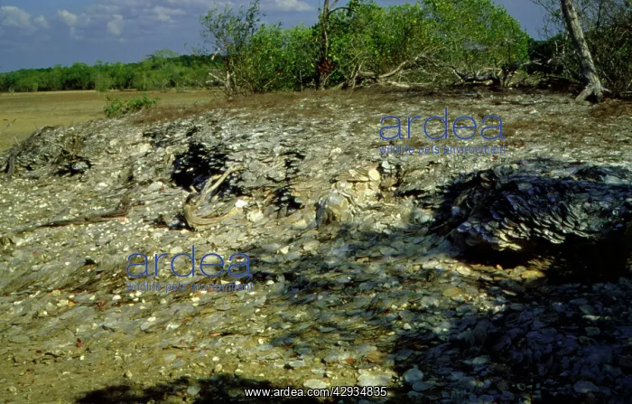 : Shell midden.King River, Top End, Northern Territory : Shell midden.King River, Top End, Northern Territory