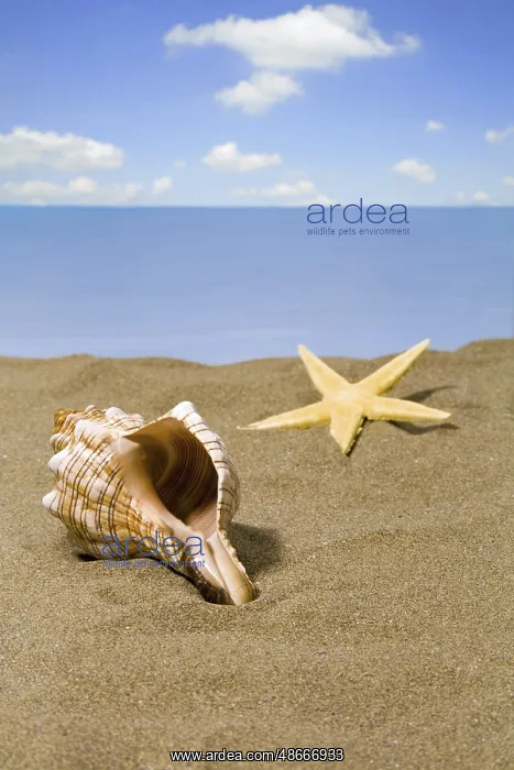 : Shell and starfish on the beach, North Sea coast, Federal : Shell and starfish on the beach, North Sea coast, Federal