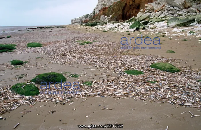 : Shell strewn beach - after storm : Shell strewn beach - after storm