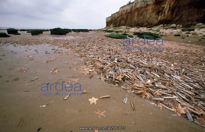  : Shell strewn beach - after storm