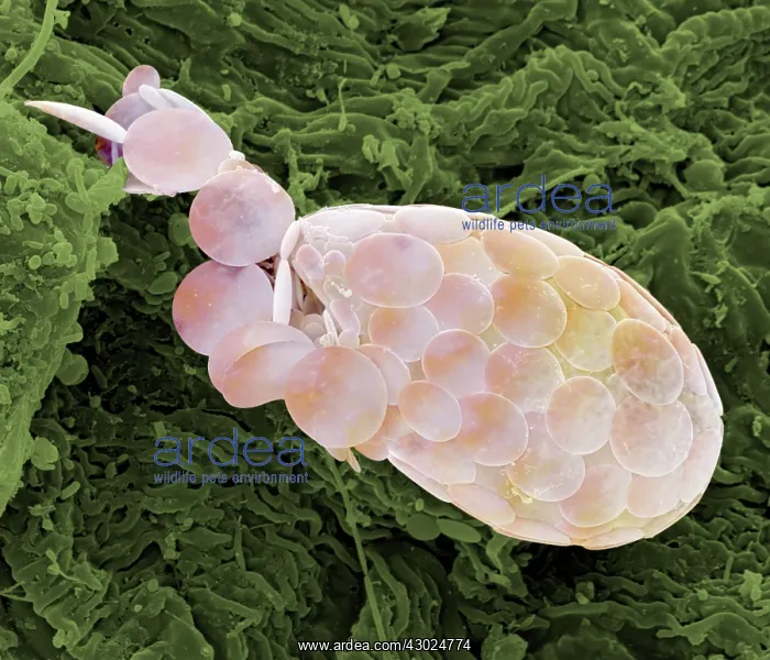 : Shelled Amoeba : Shelled Amoeba