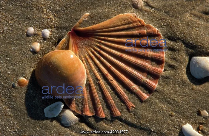 : Shells on beach - including Scallop Shell : Shells on beach - including Scallop Shell
