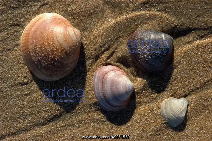 : SHELLS - on beach. Thousands of mollusc shells : SHELLS - on beach. Thousands of mollusc shells