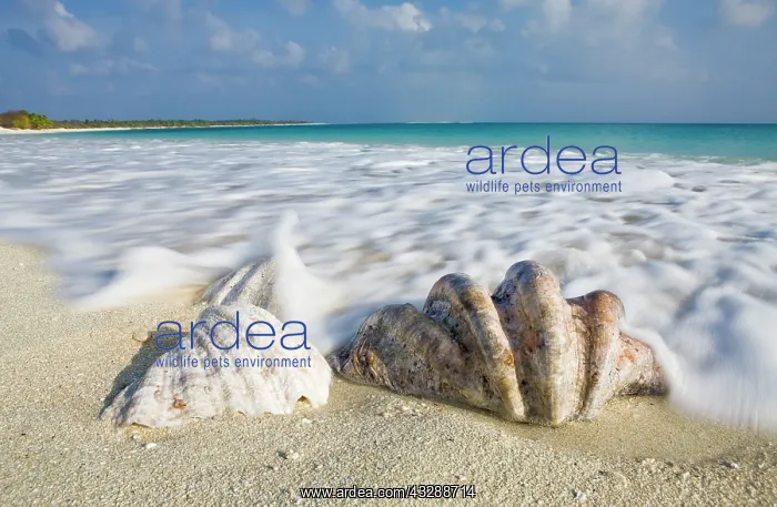 : Shells at Bikini Beach, Marshall Islands, Bikin : Shells at Bikini Beach, Marshall Islands, Bikin