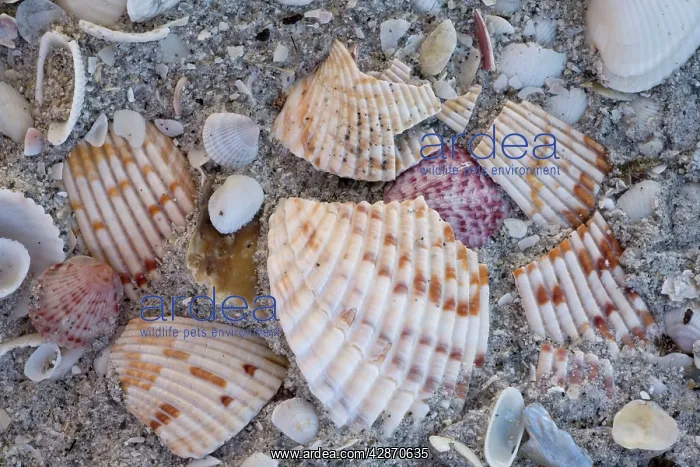 : Shells on Bowman Beach on Sanibel Island, Florida, USA : Shells on Bowman Beach on Sanibel Island, Florida, USA