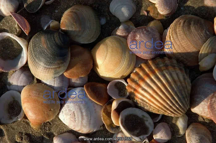: SHELLS - close-up on beach : SHELLS - close-up on beach