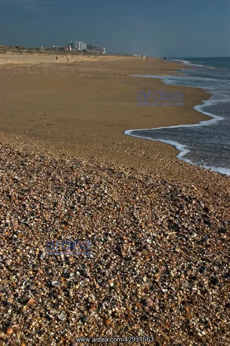 : SHELLS - mass on beach. Thousands of mollusc shells : SHELLS - mass on beach. Thousands of mollusc shells