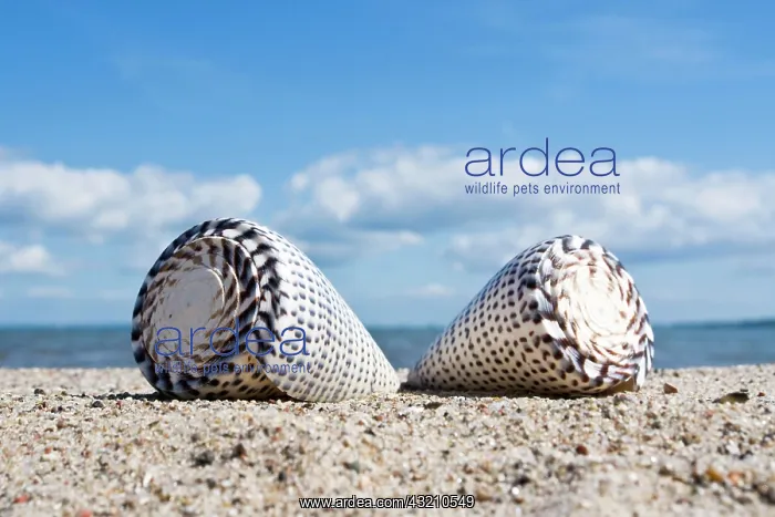 : Shells in the sand, Baltic coast, Schleswig-Holstein : Shells in the sand, Baltic coast, Schleswig-Holstein