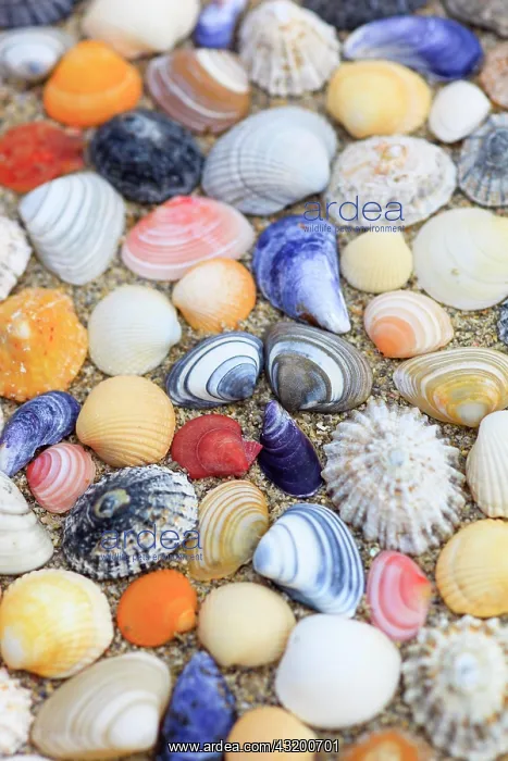 : Shells in the sand, Scotland, UK, arranged : Shells in the sand, Scotland, UK, arranged