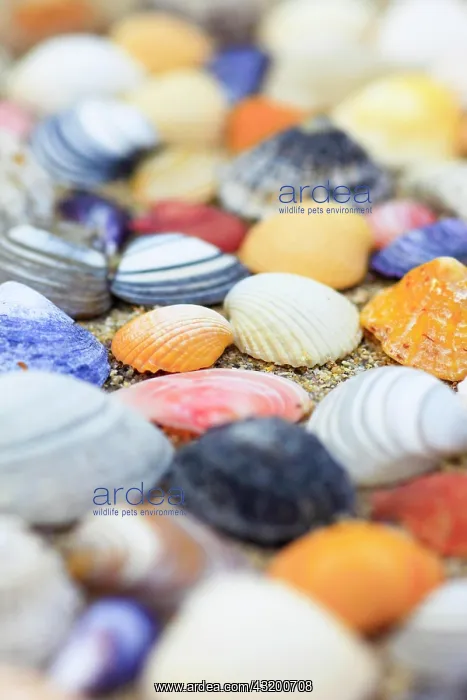 : Shells in the sand, Scotland, UK, arranged : Shells in the sand, Scotland, UK, arranged