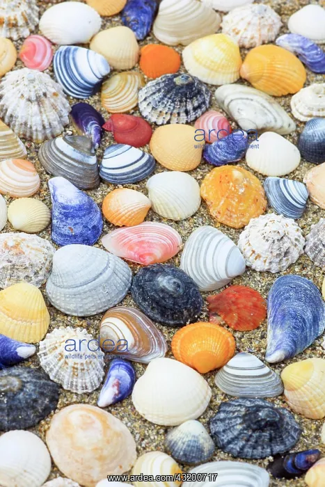 : Shells in the sand, Scotland, UK, arranged : Shells in the sand, Scotland, UK, arranged