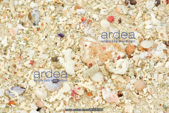 : Shells - stranded sealife washed ahore a white : Shells - stranded sealife washed ahore a white
