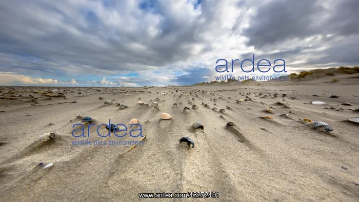 : Shells in wind swept sand on desolate island, Waddensea : Shells in wind swept sand on desolate island, Waddensea