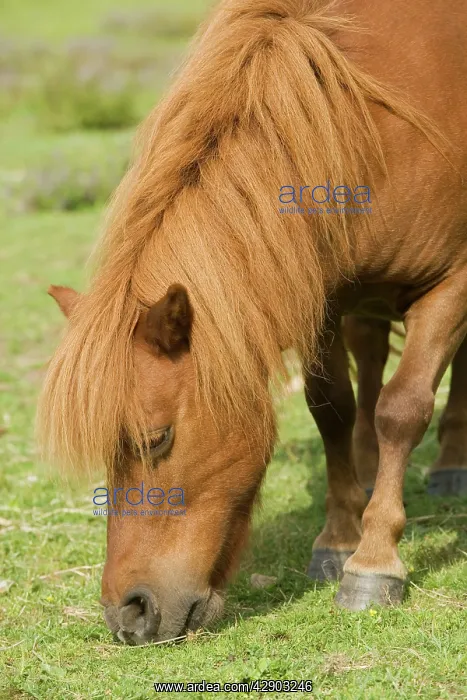 : Sheltand Pony - grazing : Sheltand Pony - grazing
