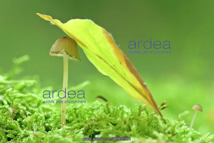: sheltered - a small and tiny fungus grows on a : sheltered - a small and tiny fungus grows on a