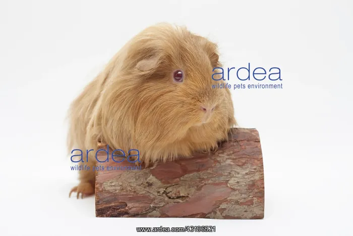 : Sheltie guinea pig, beige-gold, front paws on a : Sheltie guinea pig, beige-gold, front paws on a