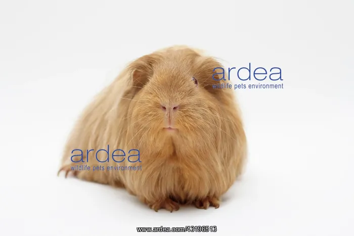 : Sheltie guinea pig, beige-gold Sheltie Meerschweinchen : Sheltie guinea pig, beige-gold Sheltie Meerschweinchen