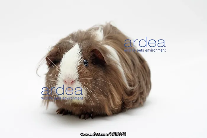  : Sheltie guinea pig, chocolate-white, 3 months old