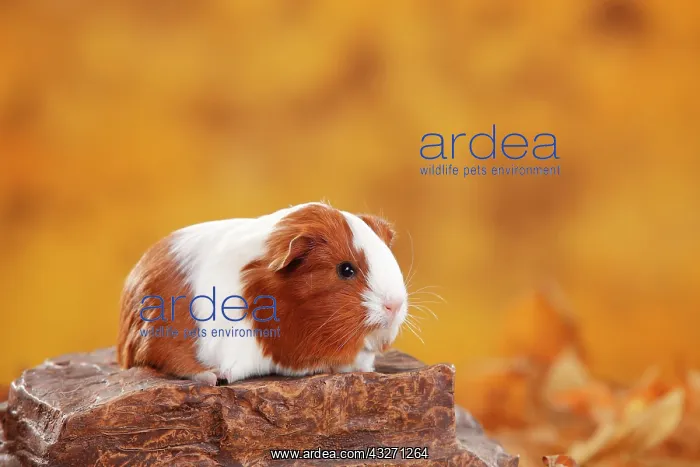 : Sheltie guinea pig, red-white, Peruvian silk animal : Sheltie guinea pig, red-white, Peruvian silk animal