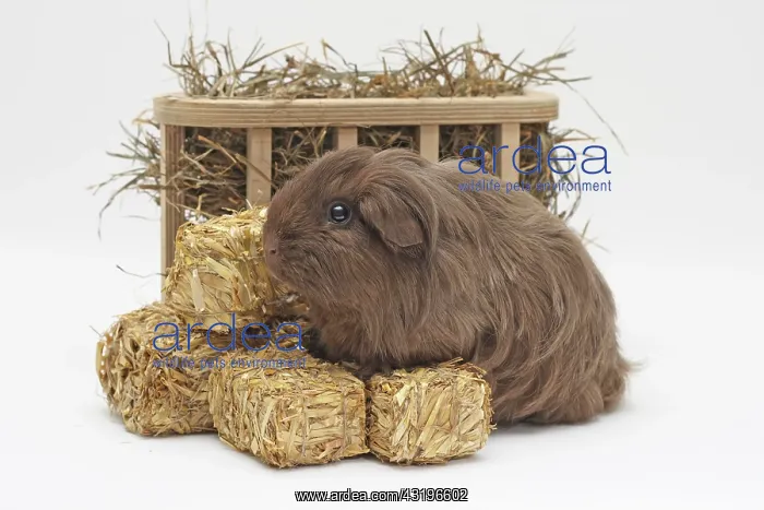 : Sheltie guinea pig standing in front of a wooden : Sheltie guinea pig standing in front of a wooden