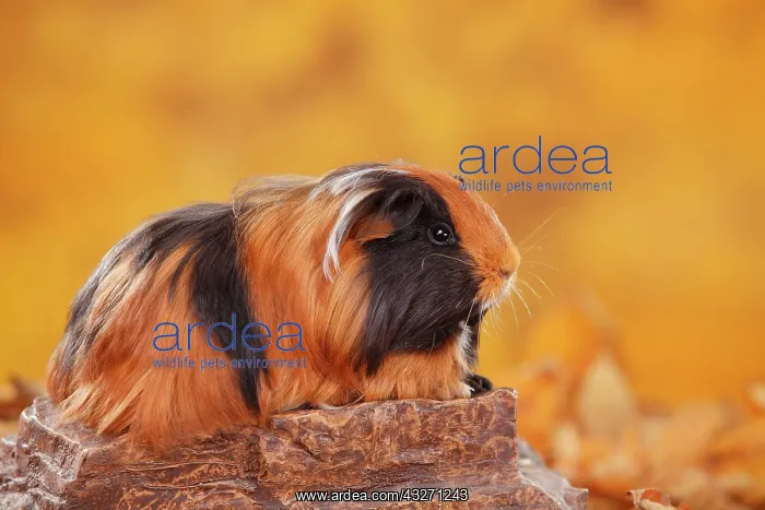 : Sheltie guinea pig on stone, plate-white, Peruvian : Sheltie guinea pig on stone, plate-white, Peruvian
