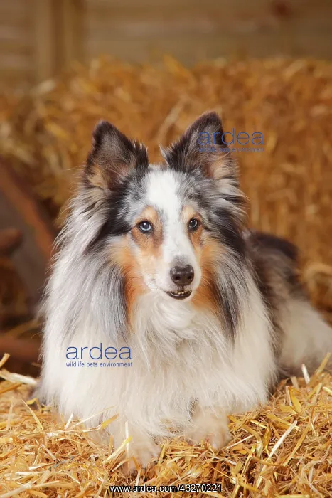 : Sheltie, male, blue-merle, 11 years, lies in the : Sheltie, male, blue-merle, 11 years, lies in the