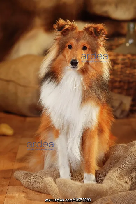 : Sheltie, male, sable-white, 1 year, sitting : Sheltie, male, sable-white, 1 year, sitting